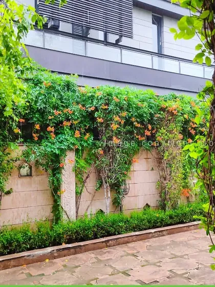 We use climbing plants and creepers to turn boring boundary walls into vibrant, living green walls. This project shows how we can cover a plain surface with lush foliage and seasonal flowers, adding beauty and privacy to the garden.