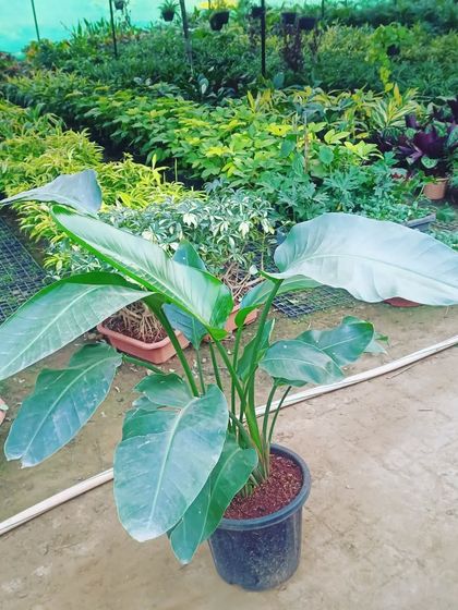 A healthy Bird of Paradise plant in our greenhouse section. These can grow quite large and become a magnificent indoor feature.