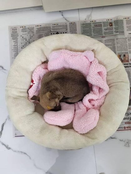 This tiny 1-month-old female puppy was abandoned but is now safe and sound, sleeping cozily in a soft bed. She is quiet, obedient, and already potty-trained.