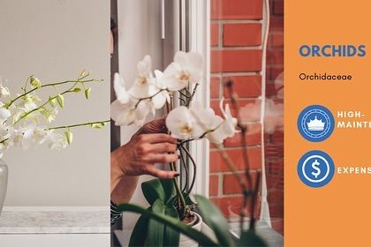 Honest Plant Advice photo 4