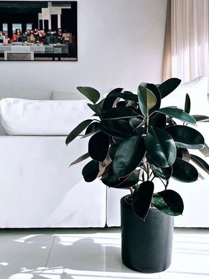 The deep, glossy leaves of the Ficus elastica, or Rubber Plant, bring a touch of drama and sophistication to any interior. Here, it contrasts beautifully with the clean white lines of the sofa and floor.