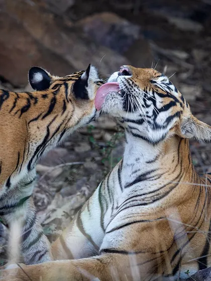 A mother's love in the wild. This tender moment between a tigress and her cub is a universal story that we are privileged to witness and photograph.