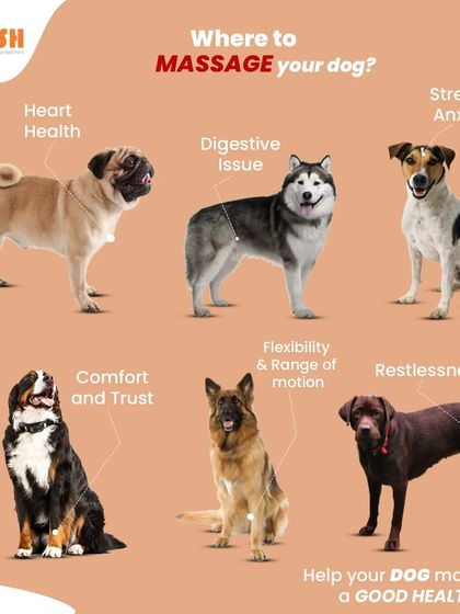 Petish Grooming - Mobile Grooming for Dogs & Cats Pet Care Tips & FAQs photo 4