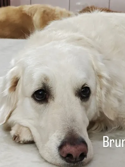 Jazzy's Pet Care - In-Home Dog Boarding Cozy Corners & Nap Time photo 16