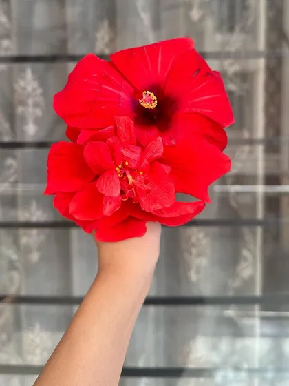 The vibrant Hibiscus flower, one of the key natural ingredients I use. Its benefits for hair are legendary, and I make sure to include its pure goodness in my formulations.