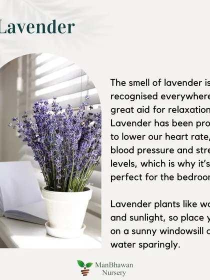 The smell of Lavender is recognized everywhere as a great aid for relaxation. It has been proven to lower heart rate and stress levels, which is why it's a perfect plant for the bedroom.