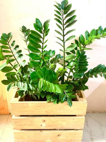 For a more rustic look, a ZZ plant in a simple wooden crate planter works beautifully. It’s a great example of how to use different materials to match your decor.