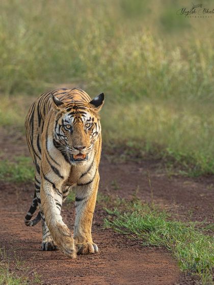 This head-on vertical shot is a result of understanding animal behavior. By anticipating the tiger's path along the trail, I could position myself for this powerful, direct composition.