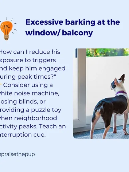 A proactive thought: "How can I reduce his exposure to triggers and keep him engaged?" This could involve using a white noise machine, closing blinds, or providing a puzzle toy during peak activity times.