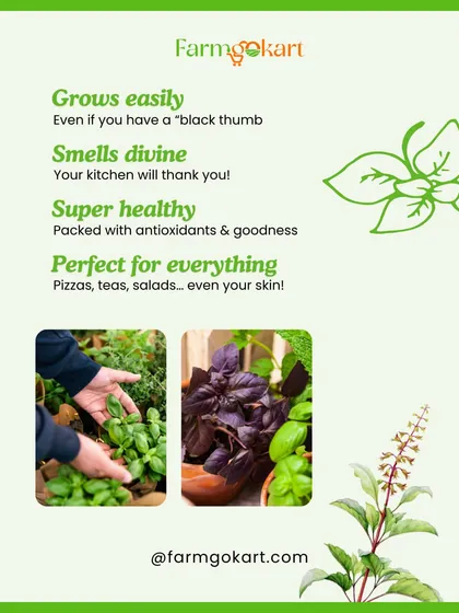 Here's why I love growing basil: it's easy, smells divine, is super healthy, and is perfect for everything from pizzas to teas. The pictures show fresh green and purple basil thriving in pots.