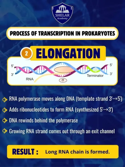 This infographic details the second step of transcription: Elongation. It shows how the RNA polymerase moves along the DNA template to form a growing RNA chain.