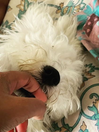 We Care Pet Creche - Home Dog Boarding Our Adorable Guests photo 13