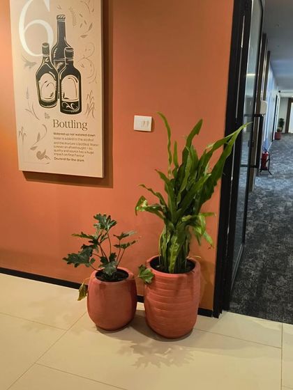 Even a simple corner can be brought to life. Here, we used two terracotta pots of different sizes with a Bird's Nest Fern and another foliage plant to add a touch of green to an office hallway.