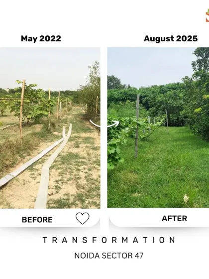 This path at Noida Sector 47 was once exposed, with irrigation pipes lying on barren ground. Now, it's a vibrant green trail, with the pipes hidden beneath a carpet of grass and the saplings growing into a healthy young forest.