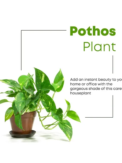 The Pothos plant is a carefree houseplant that adds instant beauty to any space. It's known for its air-purifying qualities and its ability to tolerate a wide range of lighting conditions.