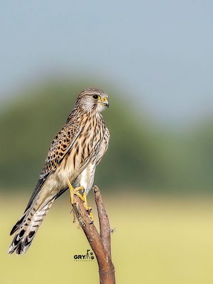 A Common Kestrel perched on a dead branch, a typical vantage point for this small falcon as it searches for prey in the grasslands below.