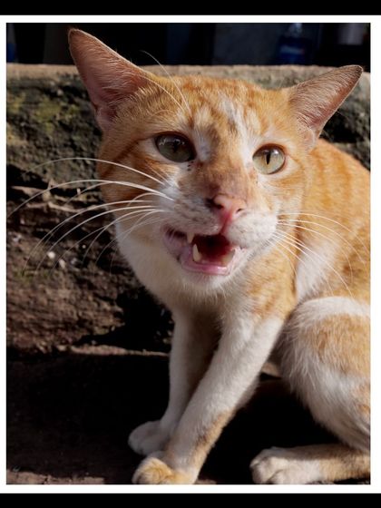 Manya Upadhyay - Travel & Documentary Photography Wildlife Encounters photo 31