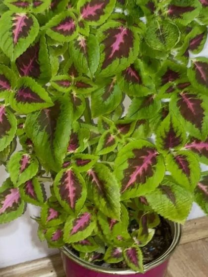 The Coleus plant is loved for its incredibly vibrant and patterned leaves. This variety has a stunning combination of green, pink, and deep purple.