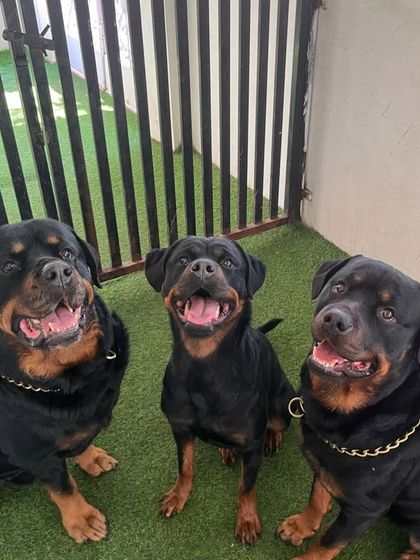 A trio of powerful Rottweilers. We are experienced in handling strong breeds and ensuring they are well-behaved and socialized.