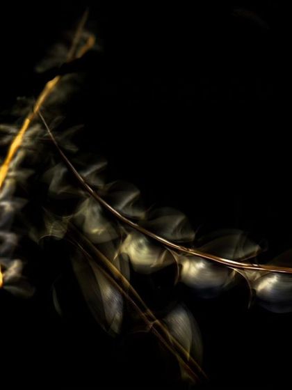 An abstract photo created using the slow-shutter technique on a termite swarm, turning insect motion into art.