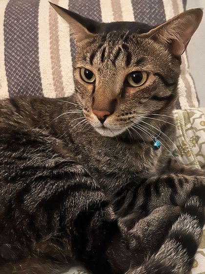 And this is his brother, Jarvis! A handsome and gentle tabby boy. They are the sweetest pair.