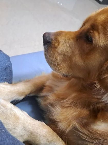 This 3 year old male Golden Retriever is looking for a new home. His elderly owner can no longer care for him. He is neutered, well trained, and needs a loving family.
