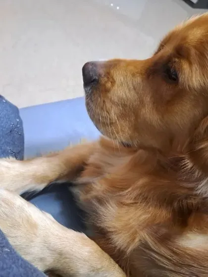 This 3-year-old male Golden Retriever needs a new home because his elderly owner can no longer care for him. He is neutered and well-trained.