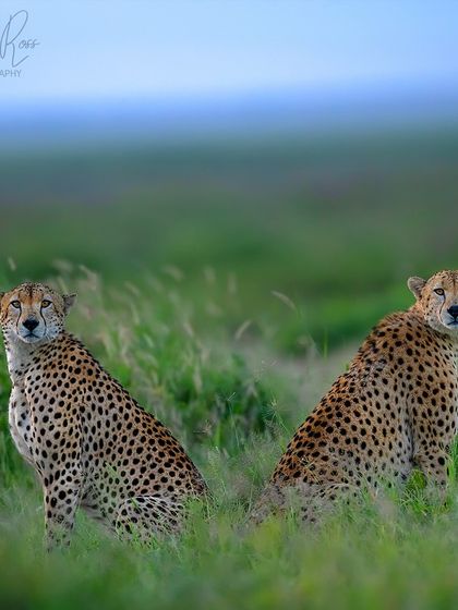 Two cheetah brothers scan the horizon in the lush marshes of Amboseli. This location offers a unique, textured background for photographing Africa's fastest land animal.