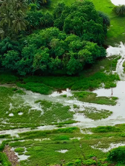 An aerial view of a rural path winding through flooded green fields in Vasai. This photo demonstrates how I use my drone to capture the impact of seasons on the landscape, providing valuable visual information for environmental or agricultural projects.