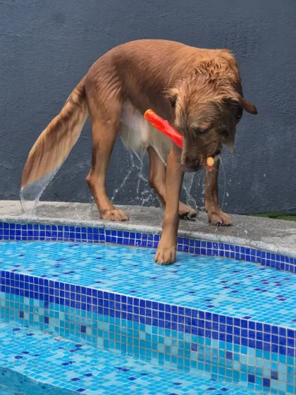 Venu's Pet Care - Dog Boarding and Daycare Splash Zone: Pool Adventures photo 10