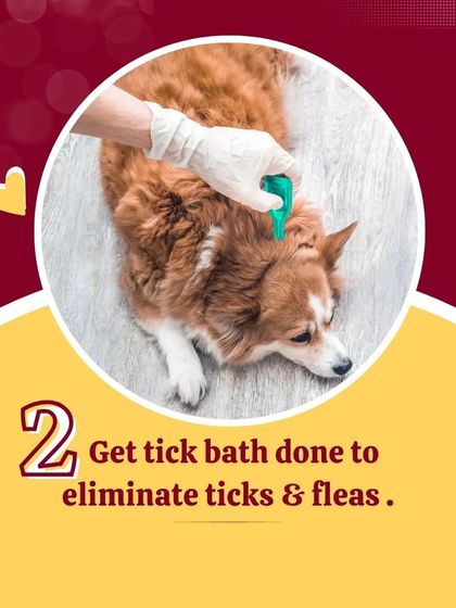 During monsoon season, it's important to protect your pet from ticks and fleas. A medicated tick bath is an effective way to eliminate these pests and prevent infestations.