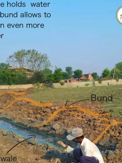 This diagram explains how a swale and bund system works. The swale, or trench, holds water, while the bund, or mound, on the downhill side allows it to retain even more, maximizing water absorption into the soil.