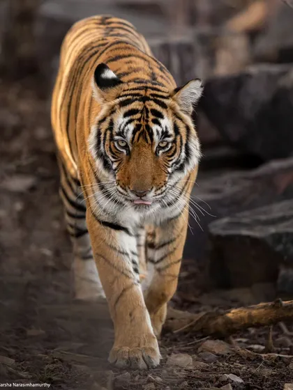 Riddhi, the reigning queen, on a morning walk by Rajbhag lake. She is a dedicated mother, and watching her raise her three cubs has been a highlight of the season.
