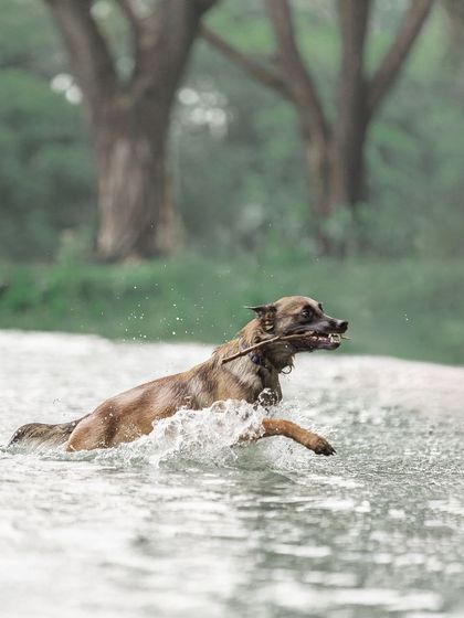 Pragalbh - Fine Art Pet Photography Outdoor Adventures photo 16