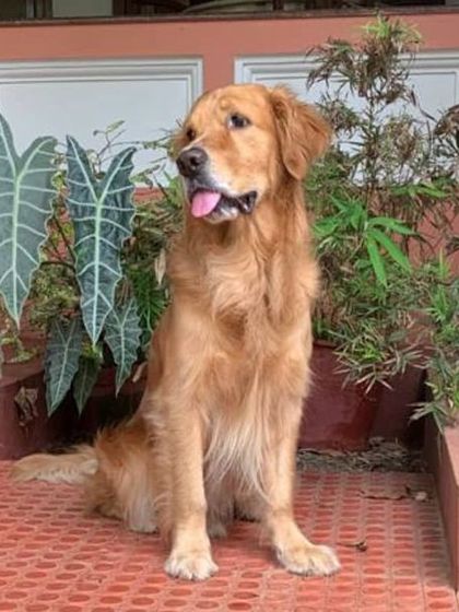 Petspace - Dog Boarding Our Pack Through the Years photo 33