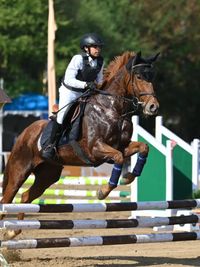 Equestrian Training and Lessons