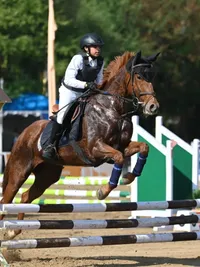 Equestrian Training and Lessons