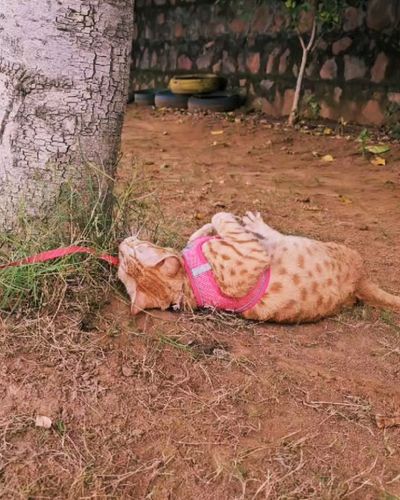 Cat Boarding