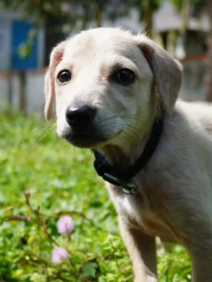 A beautiful outdoor portrait of Bingo, looking alert and sweet. She is ready to be your loyal companion.