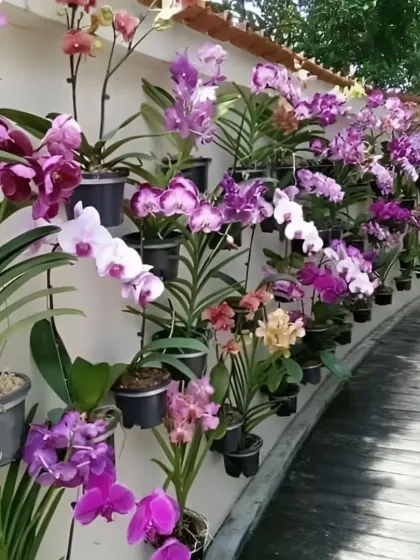 A creative display of various orchid species mounted on a wall. I can supply a wide range of orchids for collectors and enthusiasts.