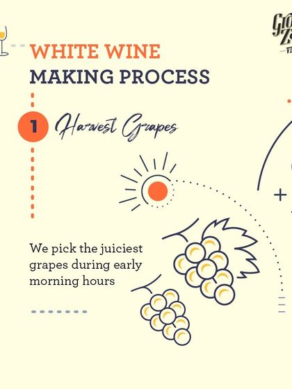 The white wine making process begins with picking the juiciest grapes during the cool, early morning hours to preserve their delicate aromas and acidity.