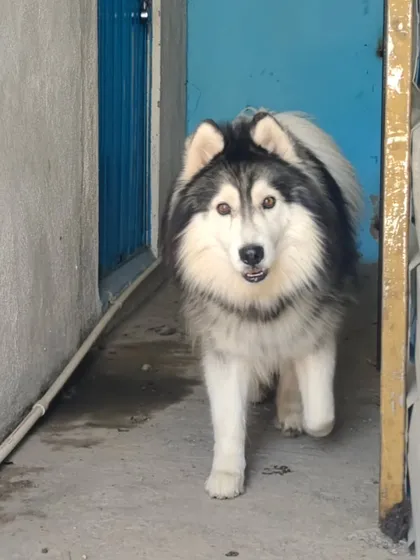Caught in the act. Mikey the Husky was busy checking out the facility.