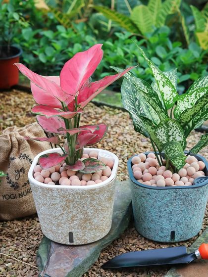 A side-by-side comparison of two different textured self-watering planters. The vibrant pink and green leaves of the plants contrast beautifully with the earthy tones of the pots.