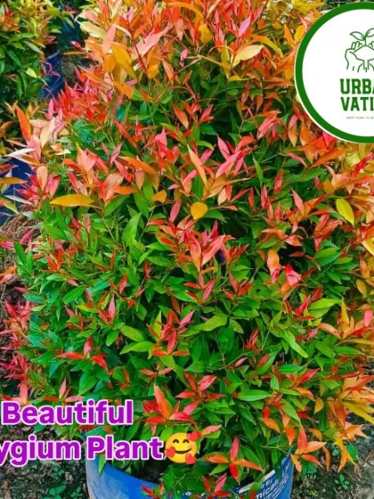 A Syzygium plant showing a mix of red and green leaves.