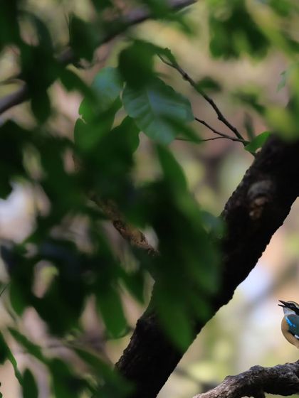 An Indian Pitta, more often heard than seen, captured mid-call. When calling, they throw their head back and point their bill upwards.