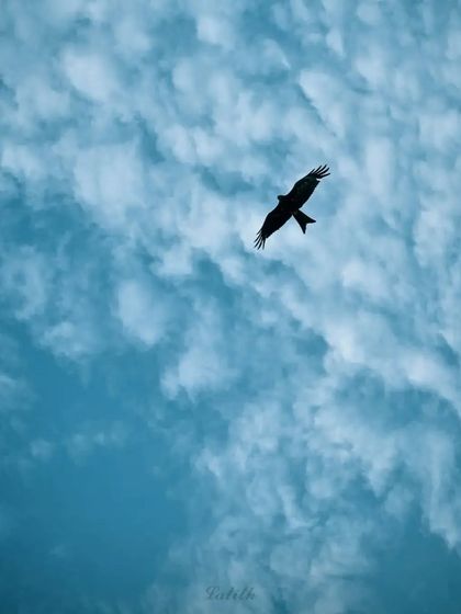 Lalith - Wildlife & Nature Photography Wings in Motion photo 37