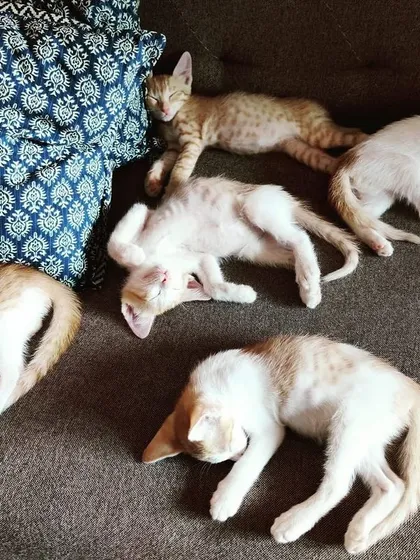 Another view of these adorable ginger kittens, all tuckered out after a day of fun. They are a perfect example of how kittens love to cuddle and sleep together.