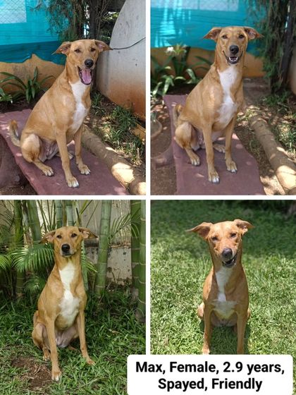 Poochkoo - Pet Adoption & Rehoming A Trio Waiting for a Home: Theo, Max & Felix photo 4