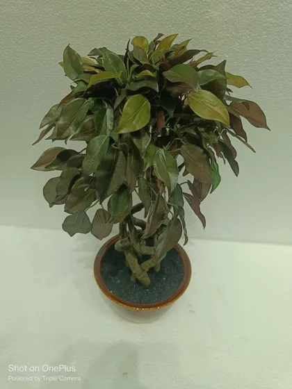 A small artificial bonsai with dark, dense leaves and an intricate root structure in a brown ceramic pot.