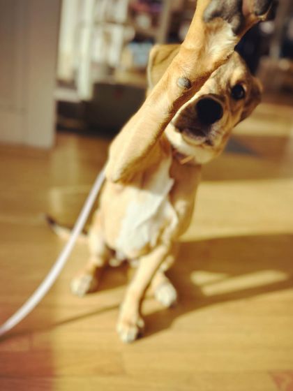 Tulsa Dog Trainer - Immersive Board & Train Programs Board & Train Graduates photo 125